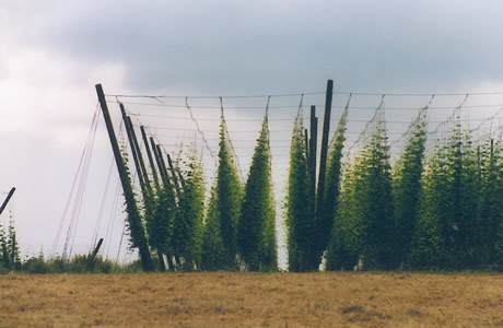 une culture de houblon