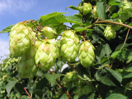 des cônes de houblon