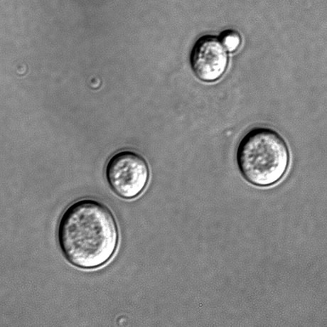 Saccharomyces cerevisae vues au microscope avec contraste interférentiel différentiel (DIC)