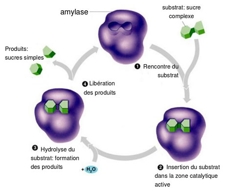 l'évolution des sucres