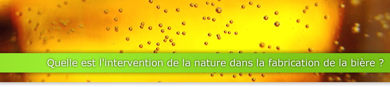 Quelle est l'intervention de la nature dans la fabrication de la bière ?